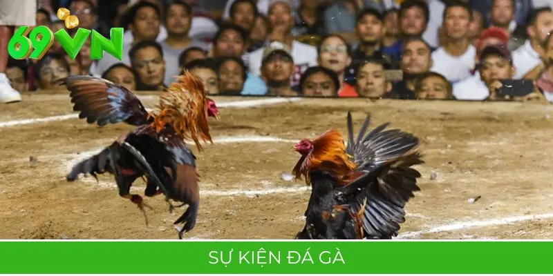 Sự Kiện Đá Gà: Cược Thắng, Nhận Thưởng 10 Triệu Ngay